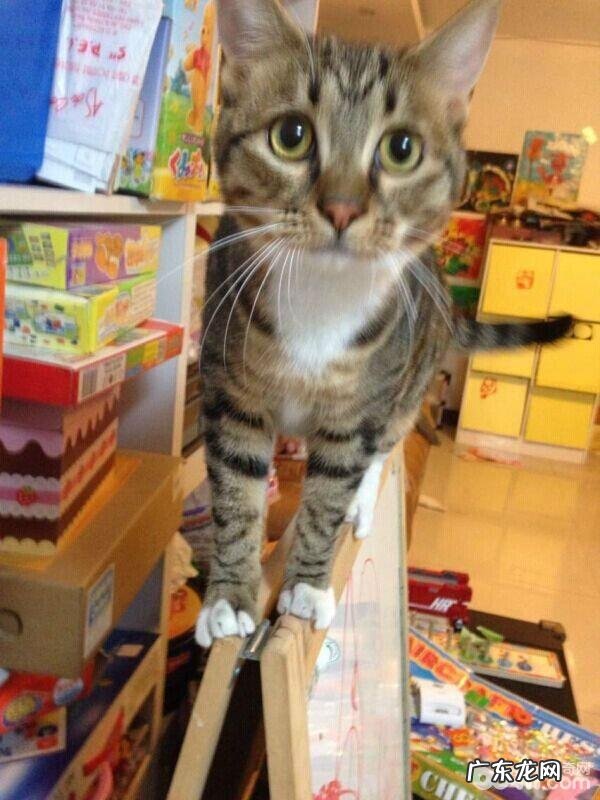 猫奴有必要重视的几件事之我能不能打猫咪