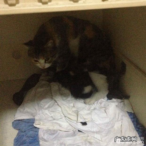 猫奴有必要重视的几件事之我能不能打猫咪