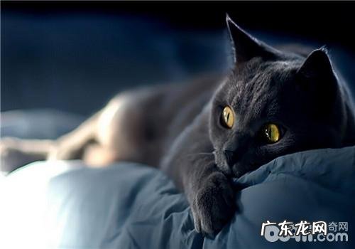 怎么正确的练习猫咪