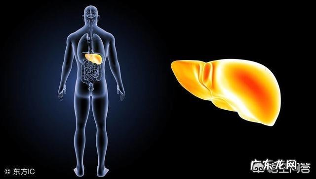 减肥减得很快容易得脂肪肝,是真的吗?