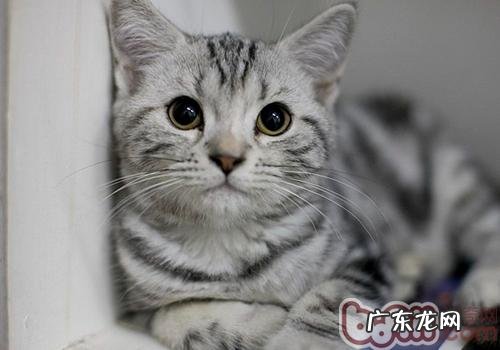 怎么练习猫不上床