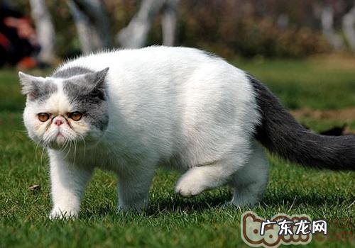 怎么正确地练习猫咪