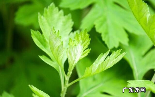 中国三大艾草产地 艾草销售额排行榜