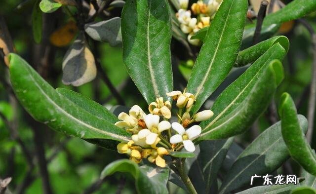 中国三大艾草产地 艾草销售额排行榜