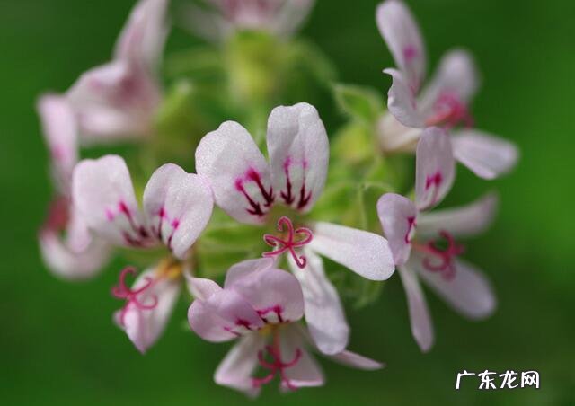 中国三大艾草产地 艾草销售额排行榜