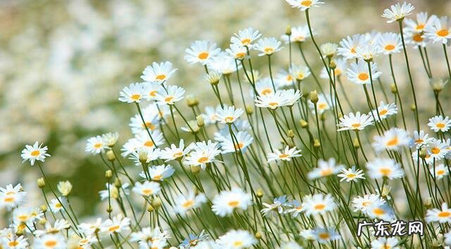 中国三大艾草产地 艾草销售额排行榜