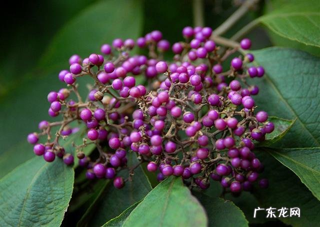 中国三大艾草产地 艾草销售额排行榜