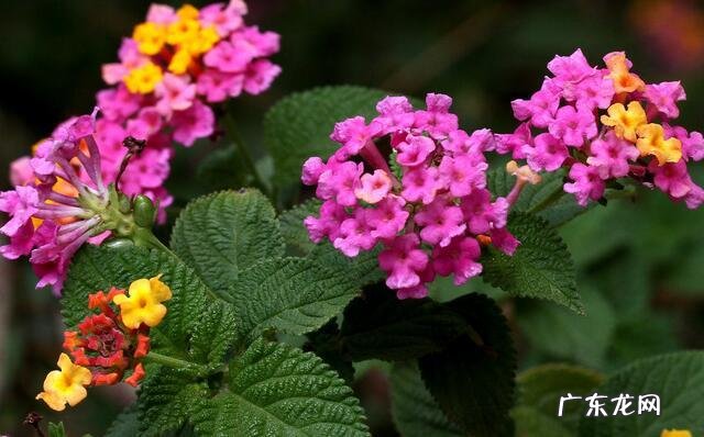 中国三大艾草产地 艾草销售额排行榜