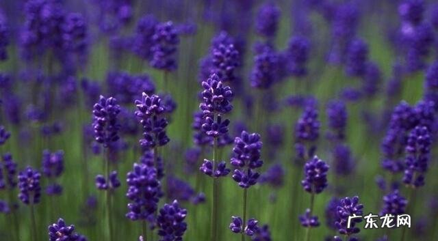 中国三大艾草产地 艾草销售额排行榜