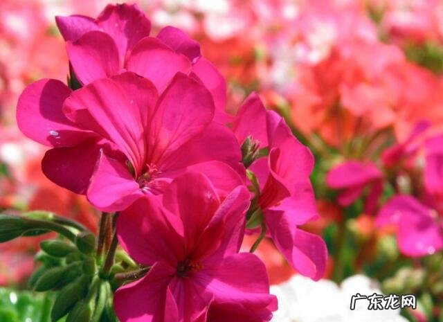 中国三大艾草产地 艾草销售额排行榜