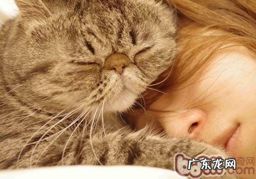 怎么纠正多只猫咪分泌行为