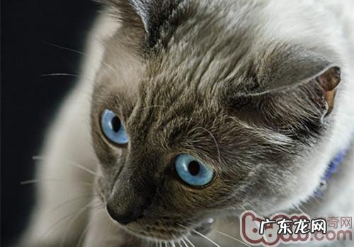 怎么练习猫咪躺下、站立和打滚