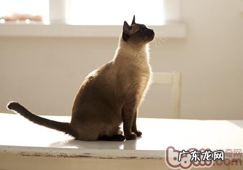 猫咪练习的四点要素