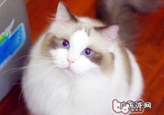 怎样让小猫用猫砂