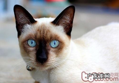 五个小好方法练习猫咪