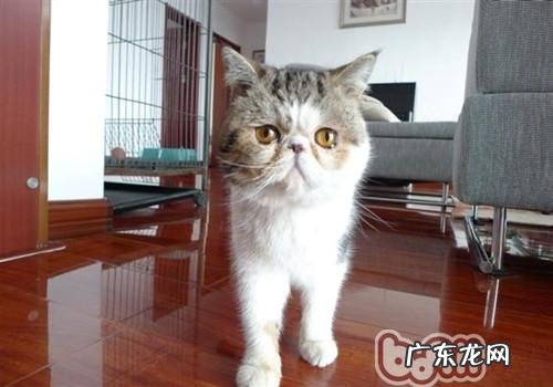 怎么练习猫咪恪守魔抓纪律