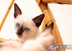 猫咪家中搞破坏怎么阻挠