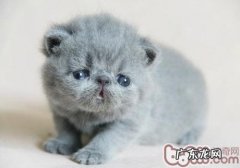 怎么让猫咪乖乖合作练习