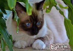 怎么练习暹罗猫