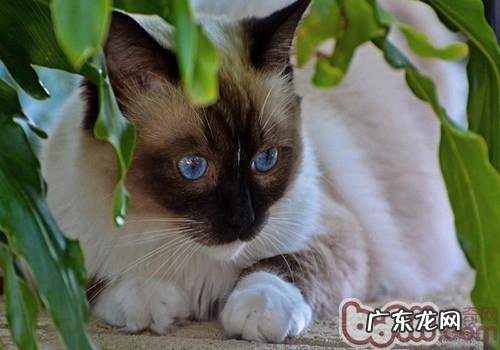 怎么练习暹罗猫