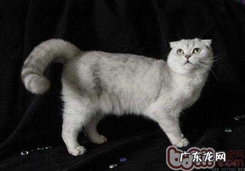 怎样纠正猫咪爱咬手指的习气