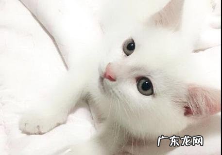 怎么练习猫晚上不叫？这几点做到就不会叫了