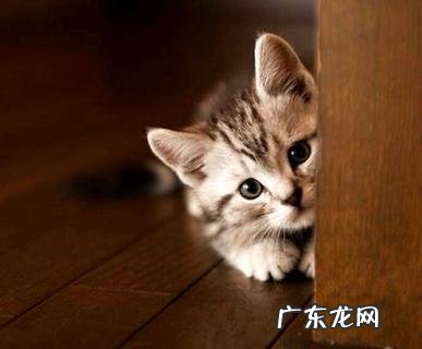 怎么练习猫晚上不叫？这几点做到就不会叫了