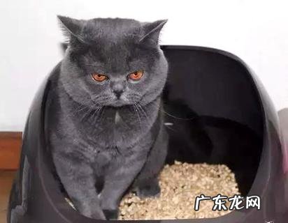 怎样练习猫运用猫砂?这种办法十分有用