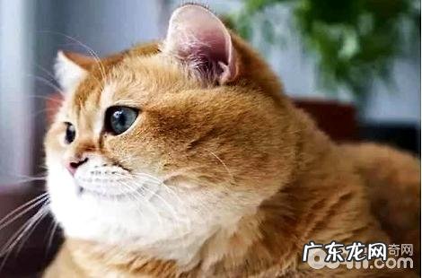 橘猫叫唤不断的五大原因,做家长的都需求知道