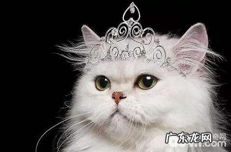 波斯猫为什么会忽然咬人?