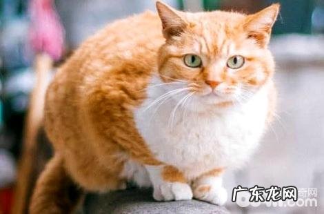 要怎样征服漂泊猫?