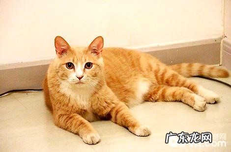 要怎样征服漂泊猫?