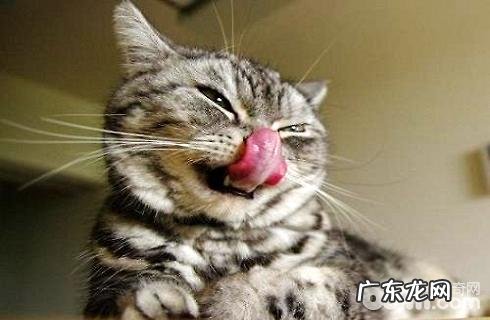 猫怎样练习?猫练习方法