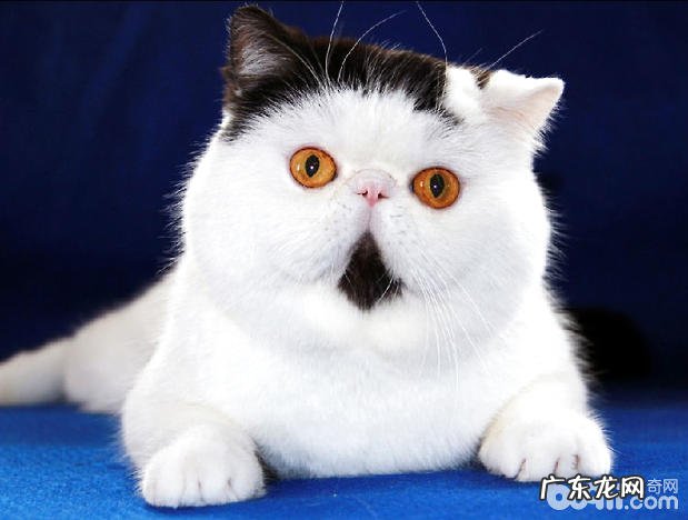 异国短毛猫的日常护理关键有哪些