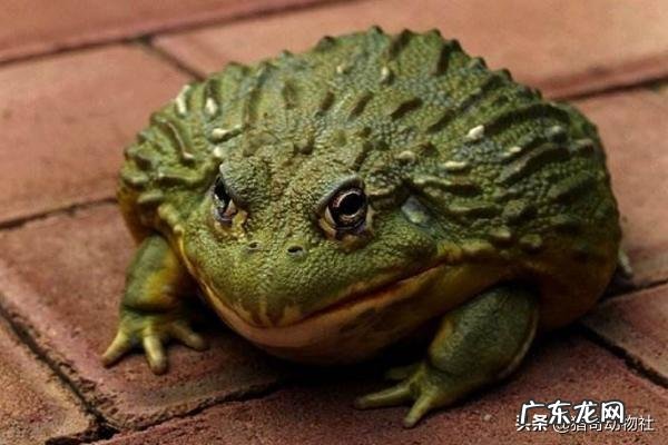 青蛙，牛蛙和蛤蟆的区别是什么