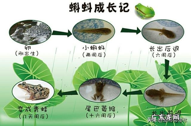 青蛙，牛蛙和蛤蟆的区别是什么