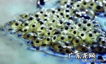 青蛙，牛蛙和蛤蟆的区别是什么