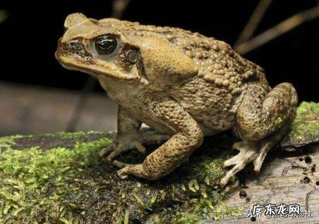 青蛙，牛蛙和蛤蟆的区别是什么