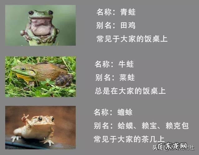 青蛙，牛蛙和蛤蟆的区别是什么