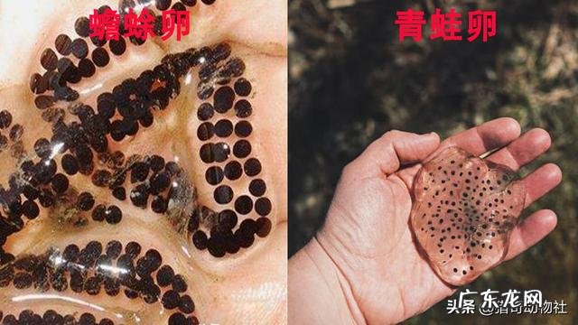 青蛙，牛蛙和蛤蟆的区别是什么