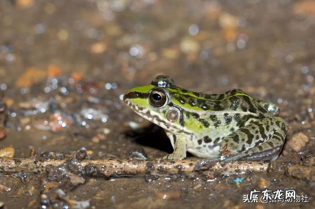 青蛙，牛蛙和蛤蟆的区别是什么