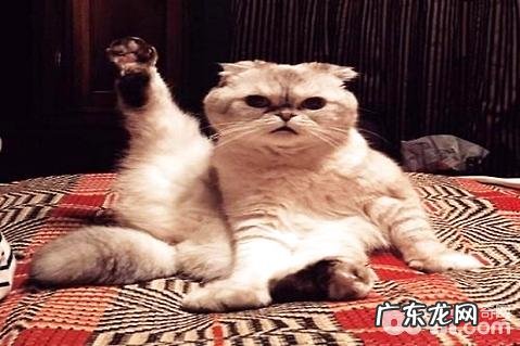 怎样练习猫咪?猫的练习