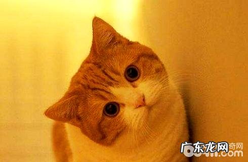 猫咪狗狗的“歪头杀”的意义?