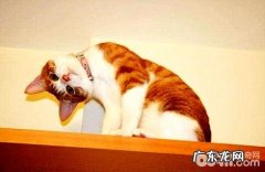 猫咪狗狗的“歪头杀”的意义？