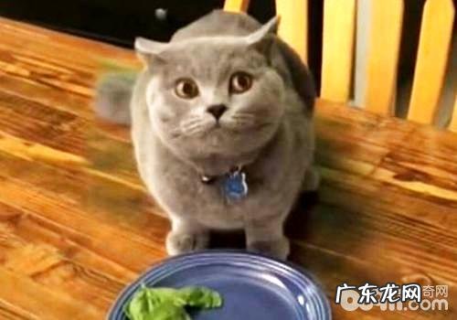 猫咪偷吃东西怎么办