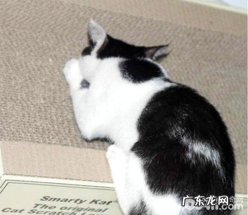 猫抓沙发太烦恼怎么处理