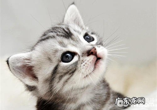 美国短毛猫的练习挑选机遇很重要