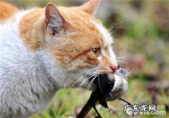 猫咪为什么会抓东西送给主人