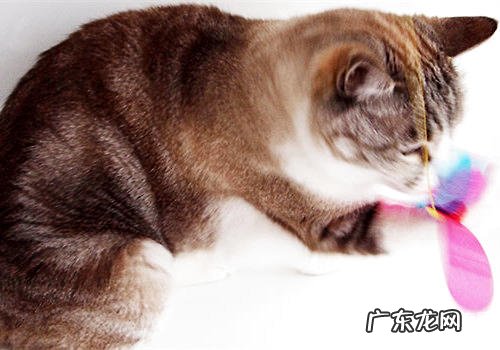 挑选猫咪玩具的几个注意事项
