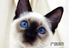 改进暹罗猫恶习，练习很重要